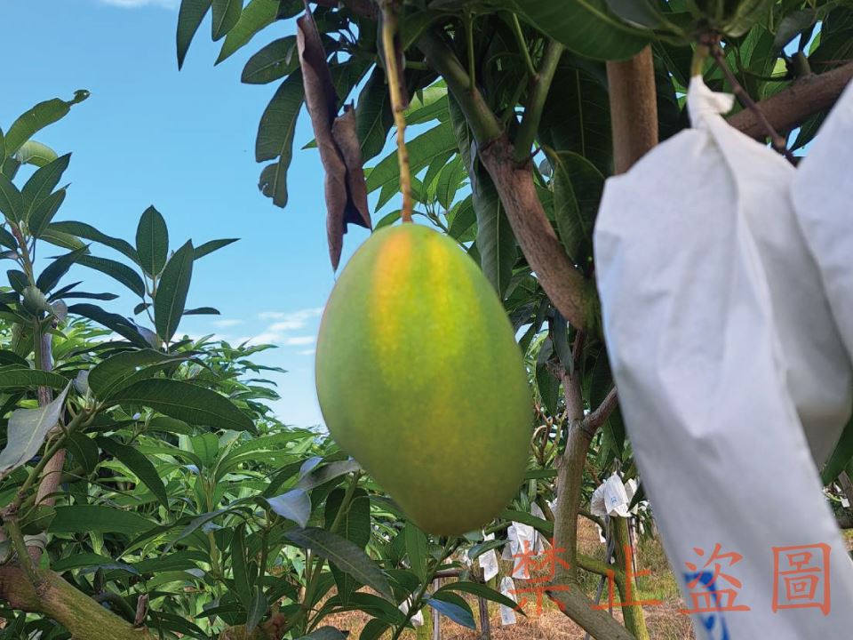 夏雪芒果禮盒